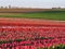 Agriculture - Colorful blooming tulip field