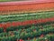 Agriculture - Colorful blooming tulip field