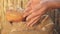 Agriculture concept. close-up. Business man checks the quality of wheat. Farmers hands pour wheat grains in a bag with