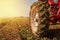 Agriculture concept. Tractor Wheel covered in mud and plowing field in the background.