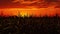 agriculture corn field silhouette