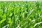 Agriculture corn plants field green plantation