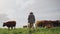 Agriculture, cows and black man on farm, back and using walking stick for farming mockup. Land, cattle and African