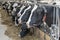 Agriculture dairy cows in a stable on a dairy farm