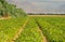 Agriculture in desert area near Eilat, Israel