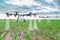 Agriculture drone fly to sprayed fertilizer on the corn fields