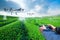 Agriculture drone fly to sprayed fertilizer on the green tea fields, Smart farm 4.0 concept