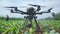 Agriculture drone spraying pesticide on a field of young tobacco plants