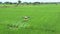 Agriculture Drone Technology AI robot for farmer to remote and spray chemical or water into paddy rice field and farmland.
