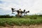 Agriculture drones fly on corn fields