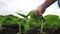 Agriculture eco environmental protection. farmer hand touches pouring sunflower plants low on black soil. farmer hand