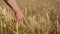 Agriculture, elderly male farmer touching mature ears of wheat with his hands during new harvest