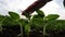 Agriculture environmental protection. farmer hand touches pouring sunflower plants low on black soil. farmer hand checks