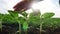 Agriculture environmental protection. farmer hand touches pouring sunflower plants low on black soil. farmer hand checks