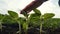 Agriculture environmental protection. Farmer hand touches pouring sunflower plants low on black soil. Farmer hand checks