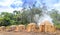 Agriculture .Eucalyptus farm in Minas Gerais , Brazil.