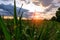 Agriculture, farm of maize, cornfield at background beautiful sky.