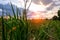 Agriculture, farm of maize, cornfield at background beautiful sky.