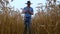 Agriculture, farmer or agronomist inspect quality of wheat in field ready to harvest.