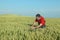 Agriculture, farmer examine wheat field