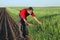 Agriculture, farmer examine wheat field