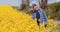 Agriculture Farmer Examining Rapeseed Crops at Field.