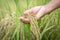 Agriculture farmer hand holding rice seeds closeup