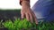 agriculture farmer hand. man farmer working in the field inspects the crop wheat germ natural a farming. business