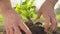 Agriculture farmer hand plants eco green food growth organic tree