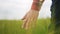 Agriculture. farmer hand stroking the spikelets of wheat in the agricultural field. agriculture business farm concept