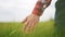 Agriculture. farmer hand stroking the spikelets of wheat in the agricultural field. agriculture business farm concept