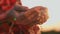 agriculture. farmer hands close-up with barley wheat grain. agriculture business concept. farmer holding grain for