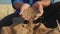 Agriculture. farmer hands inspect grain in bag of wheat an old sack in the field. harvesting farm agriculture. farmer