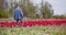 Agriculture - Farmer Working at Tulips Field