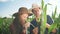 Agriculture.Farmers, working together in field,examine corn leaf. young farmer, senior farmer stand in corn field, work