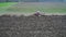 Agriculture and farming - Aerial view of tractor ploughing a field in early spring