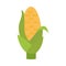 Agriculture and farming corn cob food grain flat icon style