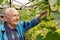 Agriculture, farming and gardening concept. Old senior man holding and checking cucumber at farm greenhouse