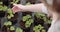 Agriculture - female gardener examining flower seedlings