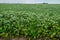 Agriculture field of bean plant. Green stalks close up