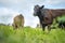 agriculture field,  beef cows in a field.  wagyu cattle herd grazing on pasture on a farm. fat cow