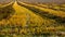 Agriculture field, buckwheat sliced