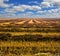 Agriculture field, buckwheat sliced sturgeon