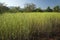 Agriculture field of Crop Brassica Nigra or Black Mustard