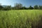 Agriculture field of Crop Brassica Nigra or Black Mustard