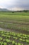 Agriculture, field, crop, farm, rural, area, plant, plantation, grass, landscape, tree, sky