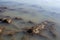 Agriculture field drenched under water flood