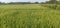 Agriculture field green cropping for grain in navkarhi madhubani bihar India