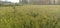 Agriculture field green cropping for grain in navkarhi madhubani bihar India