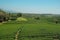 The agriculture field of green teas plantation on a hill in Chiang Rai Thailand